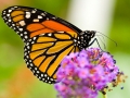 Butterlflies