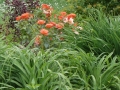 Roses and Tomatoes