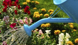 watering tips