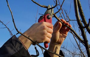 Winter Pruning