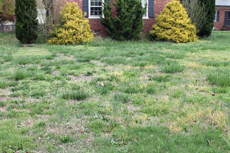 Cincinnati Northern Kentucky Lawn Care Tips How To Get Rid Of