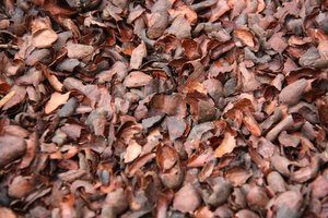 Cocoa Hull Mulch