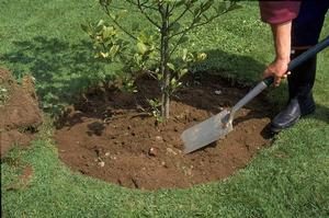 Planting Trees and Shrubs